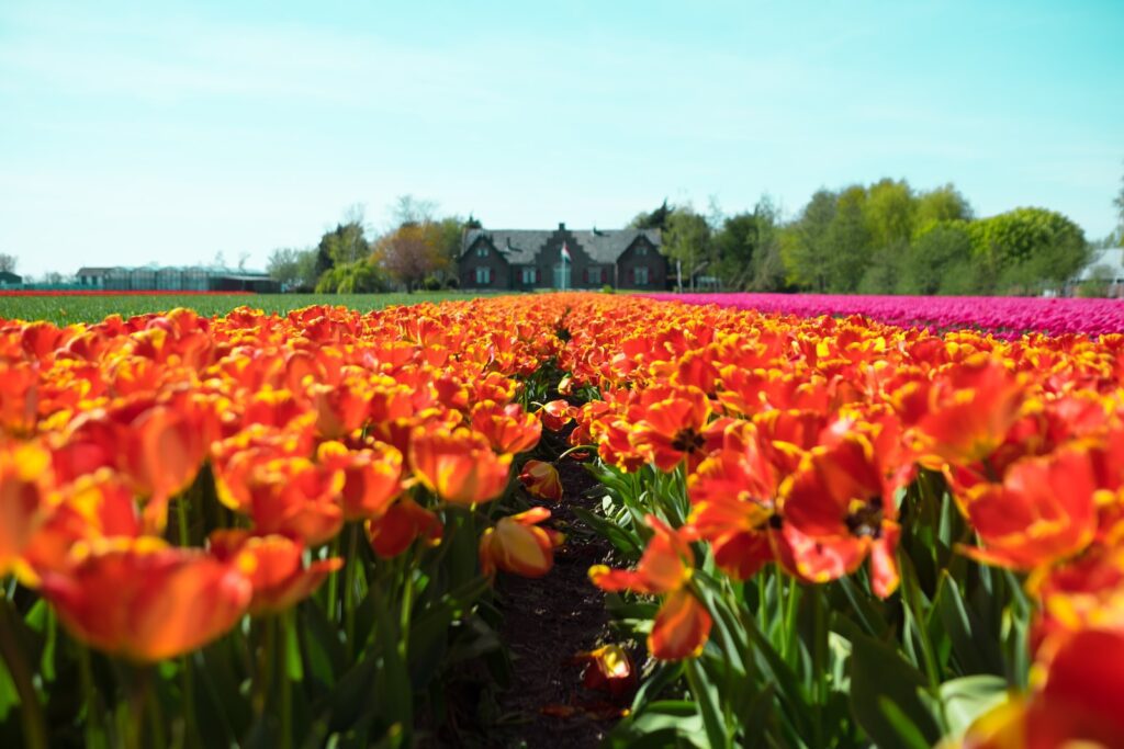 spring break destinations in Europe, Netherlands, lisse, tulip fields 